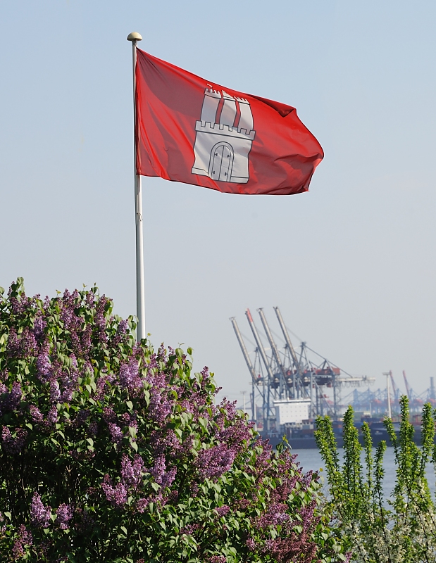 3055_3089 Hamburg Flagge im Wind - blühender Flieder im Vorgarten Hamburg Oevelgoenne. | Flaggen und Wappen in der Hansestadt Hamburg
